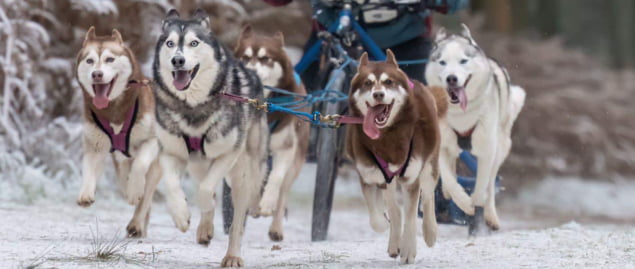 A Pack of Huskies running in the snow