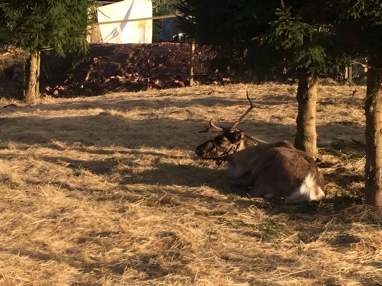 A single reindeer at the Marldon Christmas Tree Farm