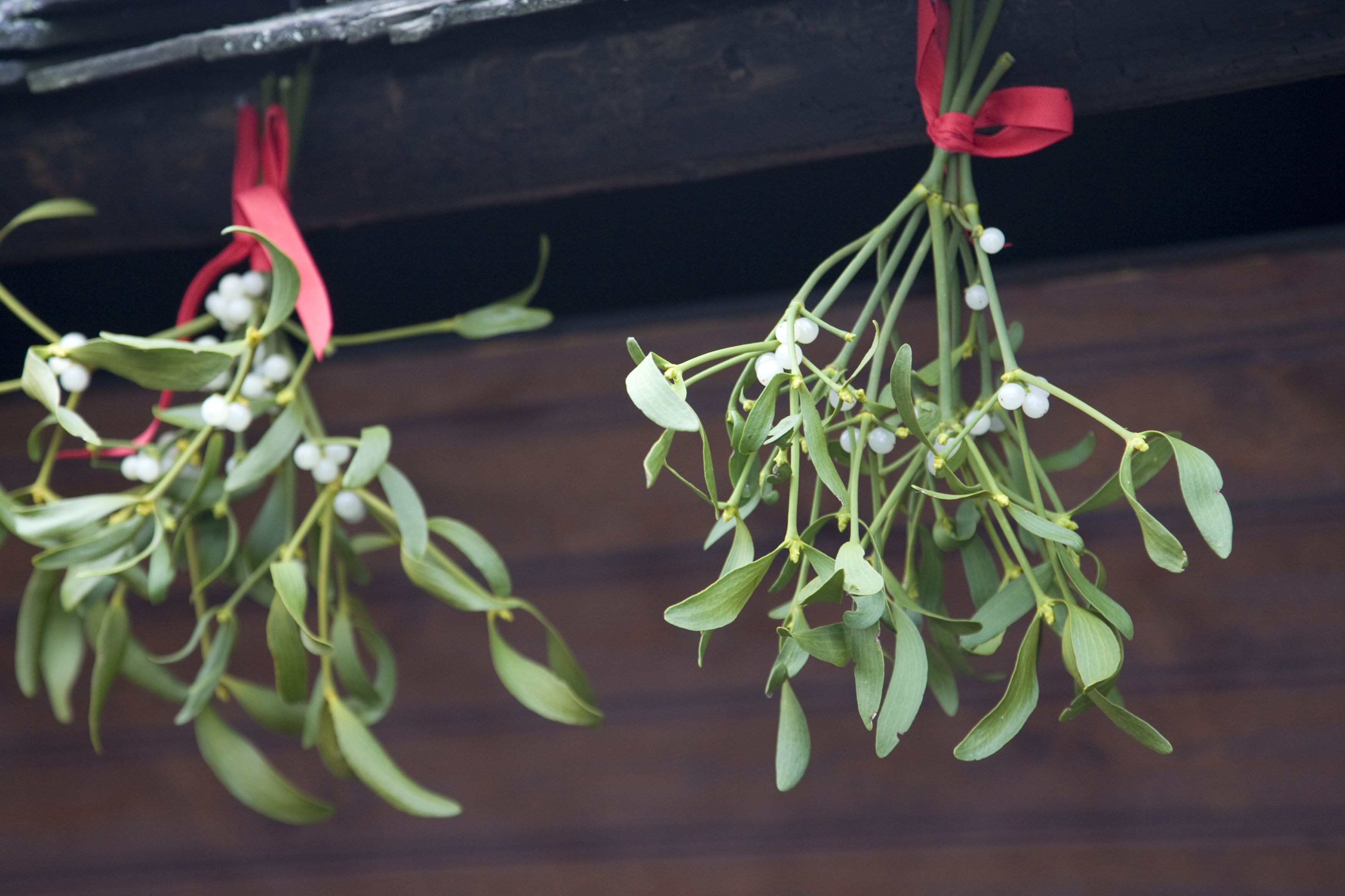 two bunches of mistletoe hanging outside