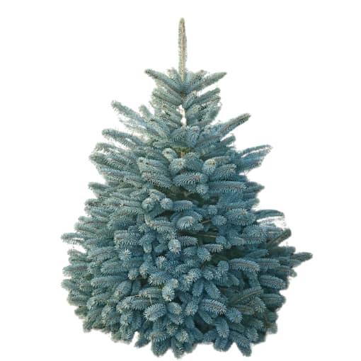 Tree Species - Marldon Christmas Trees Blue Spruce Christmas Tree