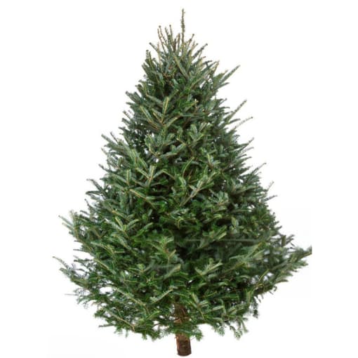 Tree Species - Marldon Christmas Trees Fraser Fir Christmas Tree