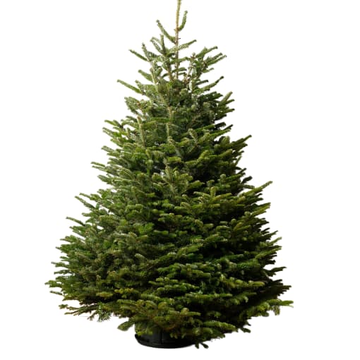 Tree Species - Marldon Christmas Trees Nordman Fir Christmas Tree