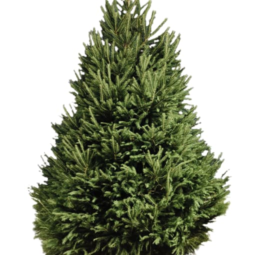 Tree Species - Marldon Christmas Trees Norway Spruce Christmas Tree